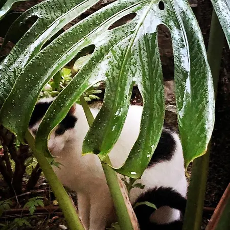 Lägenhet D'artisti Sanremo