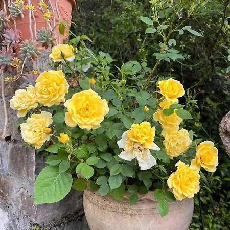 Lägenhet D'artisti *