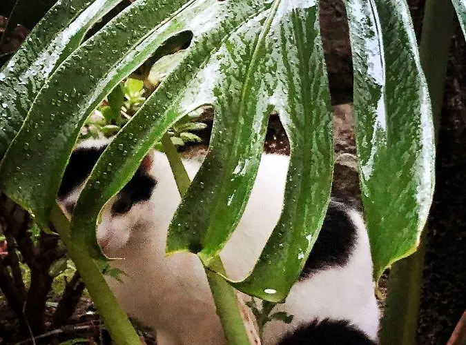 Apartment D'artisti Sanremo