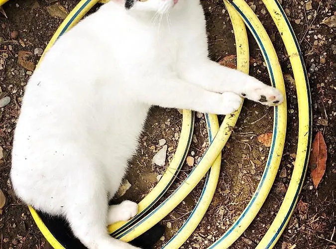 D'artisti Apartment Sanremo